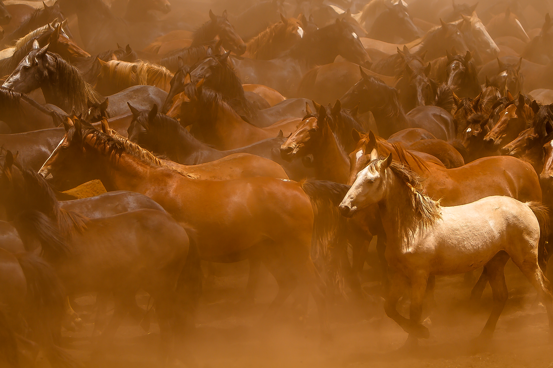Preprava koní El Rancho